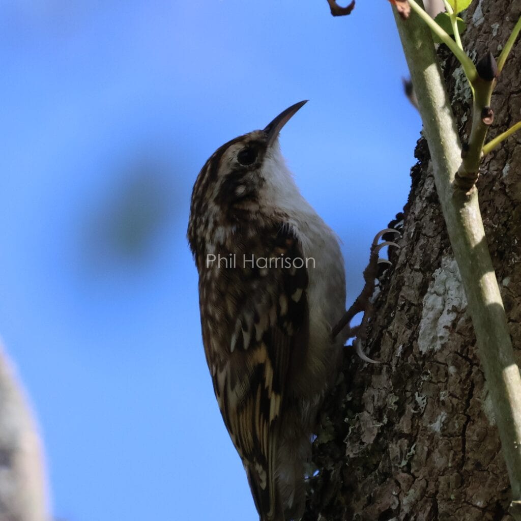 Brown and cream mottled bird, gripping onto tree trunk with sharp claws.