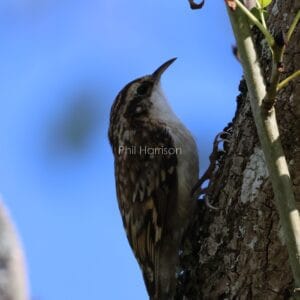Brown and cream mottled bird, gripping onto tree trunk with sharp claws.