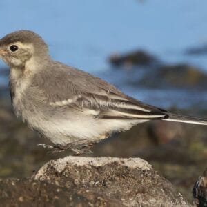 Grey and white bird stepping across rocks, dandelion seed in its beak.