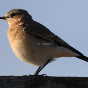 Beige bird with black details, stood on wood.