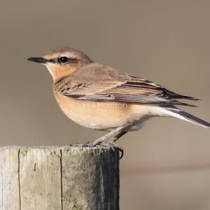 Wheatear perched on a wooden post