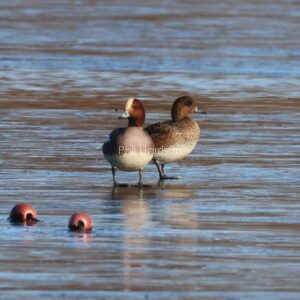 Pair of wigeon on the water