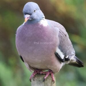 Purple, grey and white bird, stood on a wooden post.