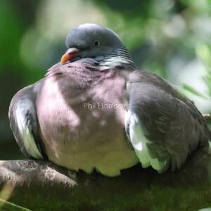Purple and grey bird on a branch, head tucked into shoulders.