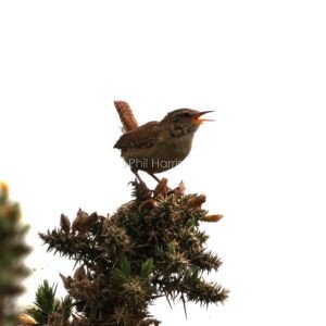 Wren singing on gauze