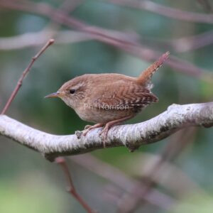 Wren perched on a twig
