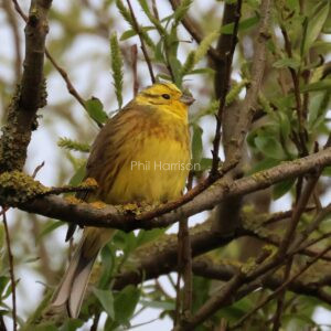 Yellowhammer sat in a tree