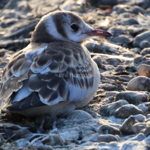 Young black headed gull resting on the shore