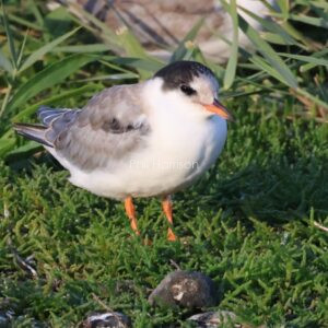 Young common tern standing