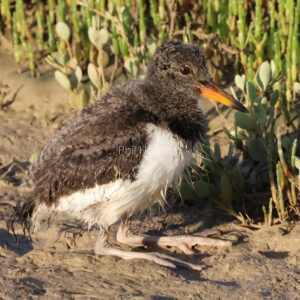 Young Oystercatcher resting on muddy shoreline