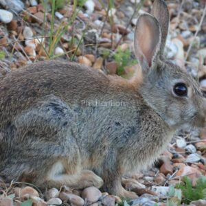 Young Rabbit sat on gravel