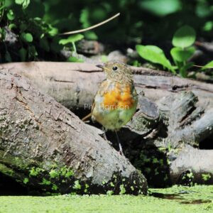 Young Robin perched on log by the pond