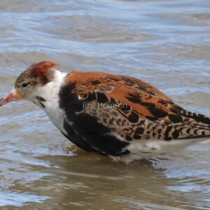 Young Ruff wading in water
