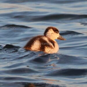 Young shelduck swimming