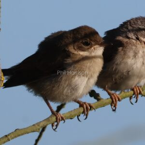 Pair of young Whitethroats perched on a tree