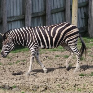 Zebra walking in mud