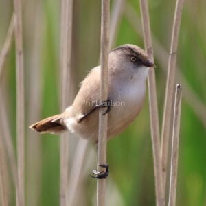 Cream and pale brown bird, perched on vertical stick.