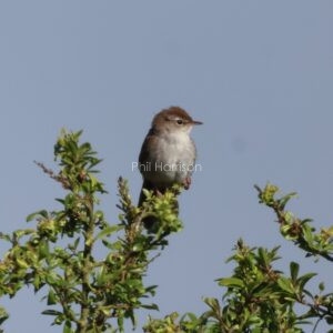 Cetti's warbler perched on a tree