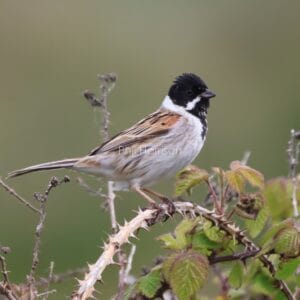 Brown and cream bird with black head, stood on thorny branch.