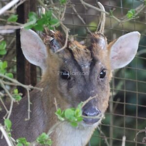 muntjac staring through bushes