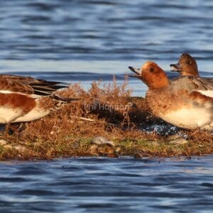 Three orange, grey, and white birds on a patch of land surrounded by water. Two with beaks open.