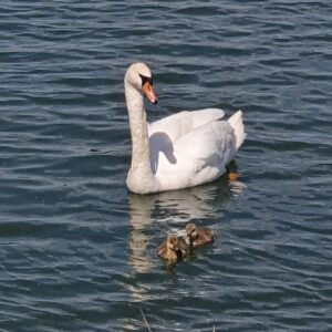 Mute swan with two cygnets swimming in the lake at Salford Priors Worc's