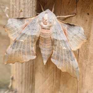 Poplar Hawk moth sat on a wooden garden gate