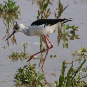 Black Winged Stilt wading in the shallows at Titchwell marsh