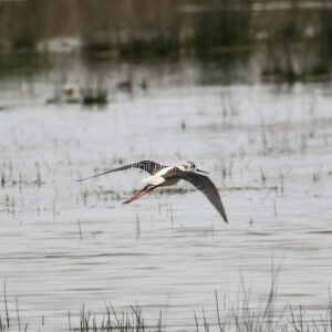 Black winged stilt flying over the water at Titchwell