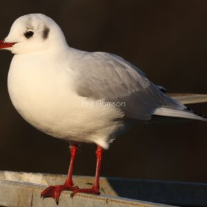 Black headed gull perched on the pagoda frame by the canal in Hythe.