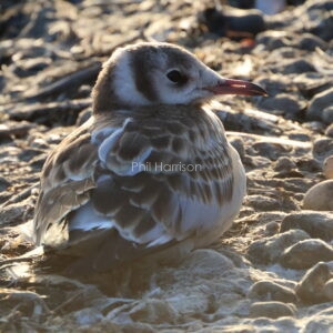 Black headed gull chick sat on the Stoney shore line in the evening sun