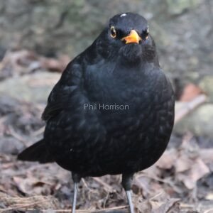 Blackbird feeding on the ground by Ladies walk Hythe.