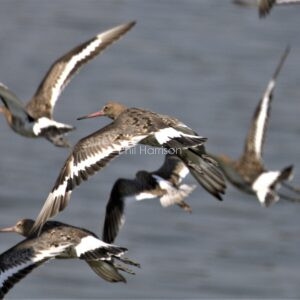 Flock of Black tailed Godwits flying over the Norfolk coast
