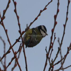 Blue tit perched in the saplings at Dungeness