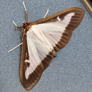 Box tree Moth
