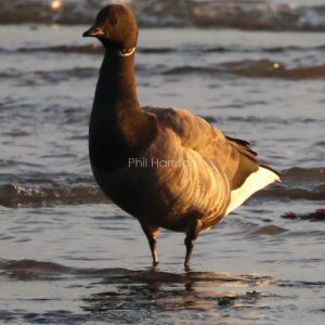 Brent Goose wadding in the mussel beds off Titchwell beach