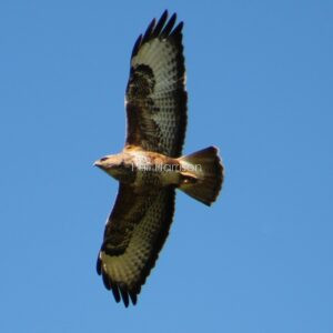 Buzzard soaring overhead on Romney Marsh