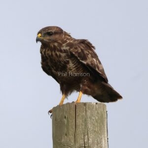 Buzzard perched on a telegraph pole in Romney Marsh