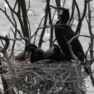 Cormorant nest with young seen at Dungeness