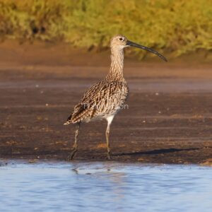 Curlew seen on the salt marsh at Rye harbour