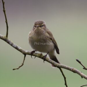 Chiff Chaff perched in the saplings at Dungeness reserve