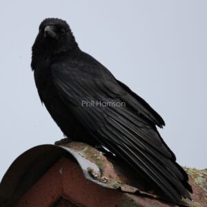 Crow sitting on the ridge of a tin roof