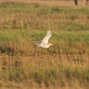 Curlew flying over the marsh at Rye