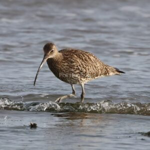 Curlew wading in the surf at Titchwell