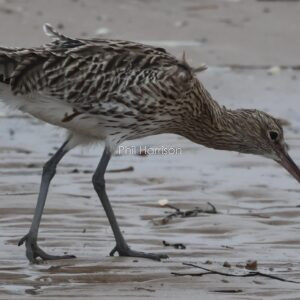 Curlew feeding on a crab on the beach at Titchwell