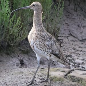 Curlew walking on the mud flats at Titchwell marsh reserve