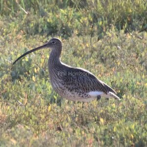 Curlew on the salt marsh at Rye harbour