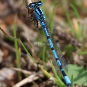 Damselfly sat on a reed in Dungeness