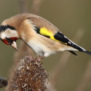 Goldfinch feeding on a teasle
