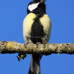 Great tit singing perched on a branch of a birch tree by the military canal in Hythe.